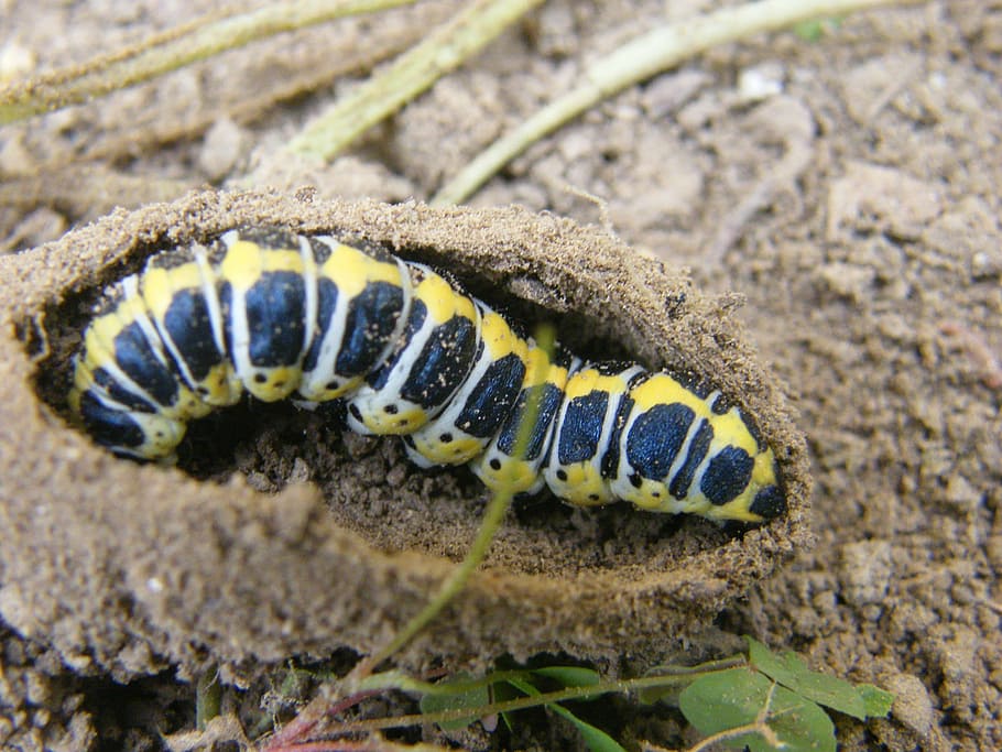 spring, caterpillar, nature, insect, animal, larva, wildlife HD wallpaper