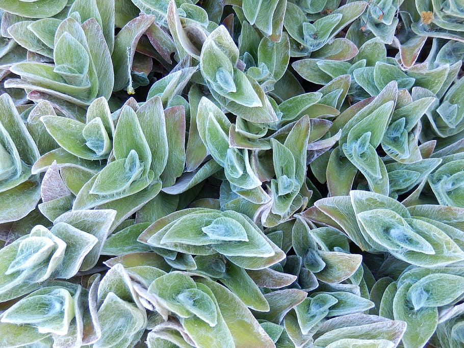 Green, Leaves, Foliage, Leaf, Plant, plants, shrub, nature HD wallpaper