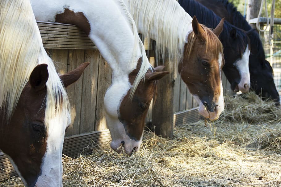 horses, animal, equestrian, farm, rural Scene, nature, outdoors HD wallpaper