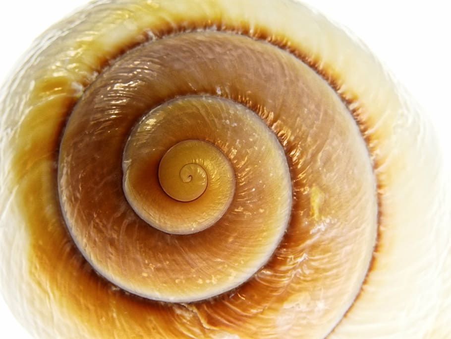 twirl coffee latte, snail, shell, nature, mollusk, sea, sea animals HD wallpaper