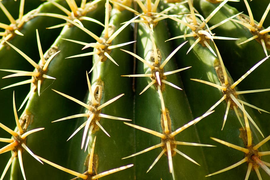 cactus, thorns, quills, drought, green color, succulent plant HD wallpaper