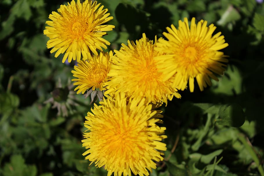 dandelion, nature, flower, yellow, pointed flower, summer, spring HD wallpaper