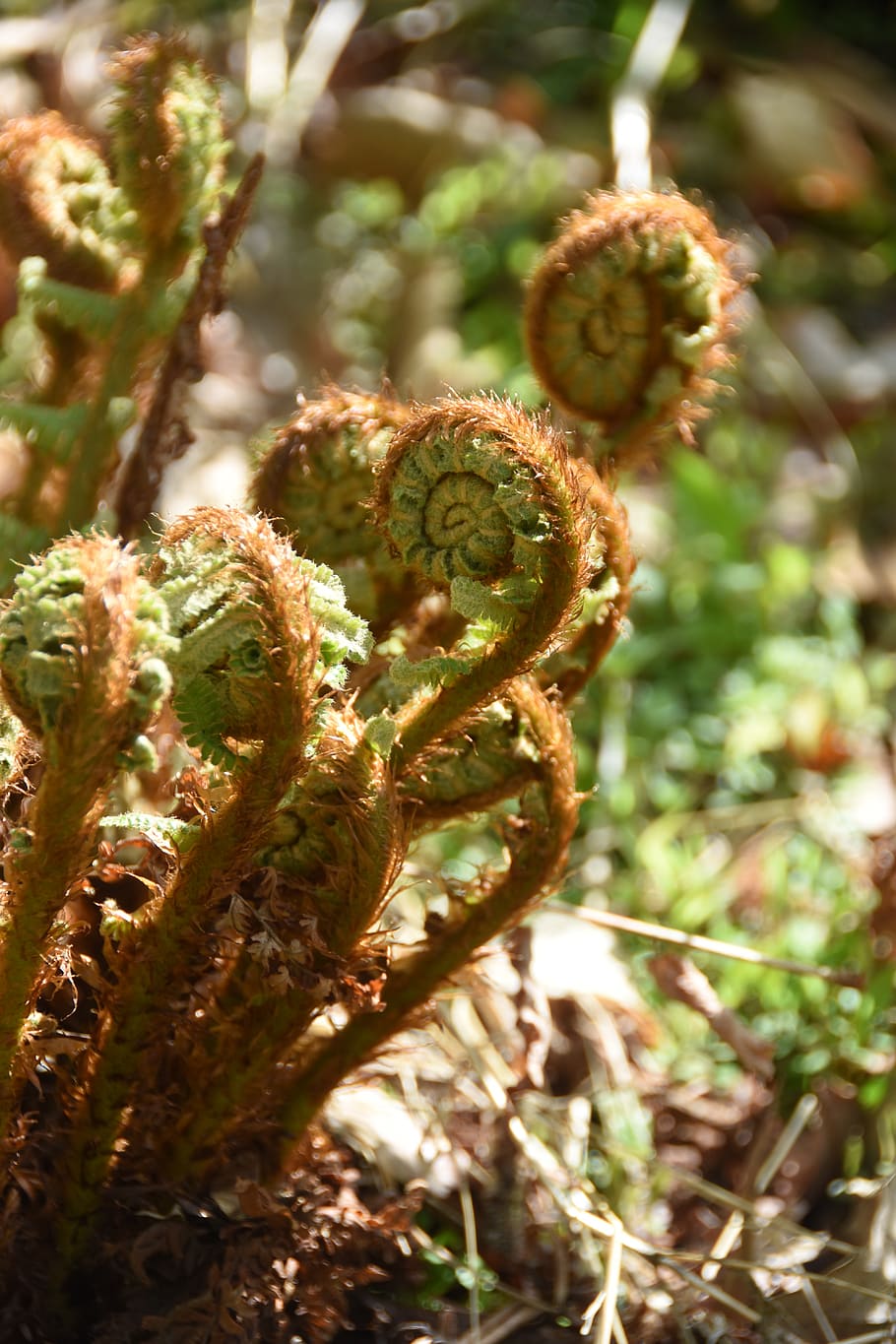 nature, plants, curve, growth, close-up, no people, day, beauty in nature HD wallpaper
