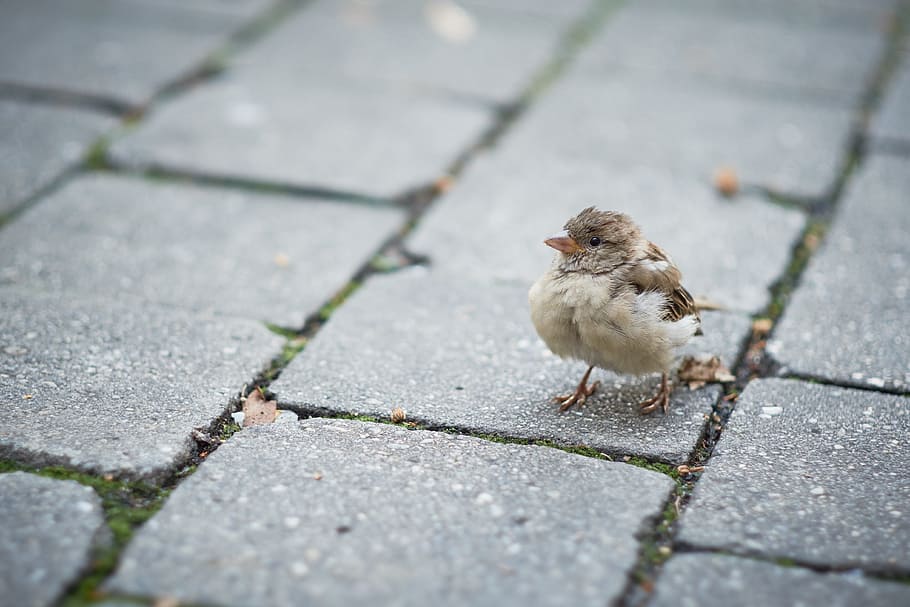 bird, animal, tile, floor, animal themes, vertebrate, one animal HD wallpaper