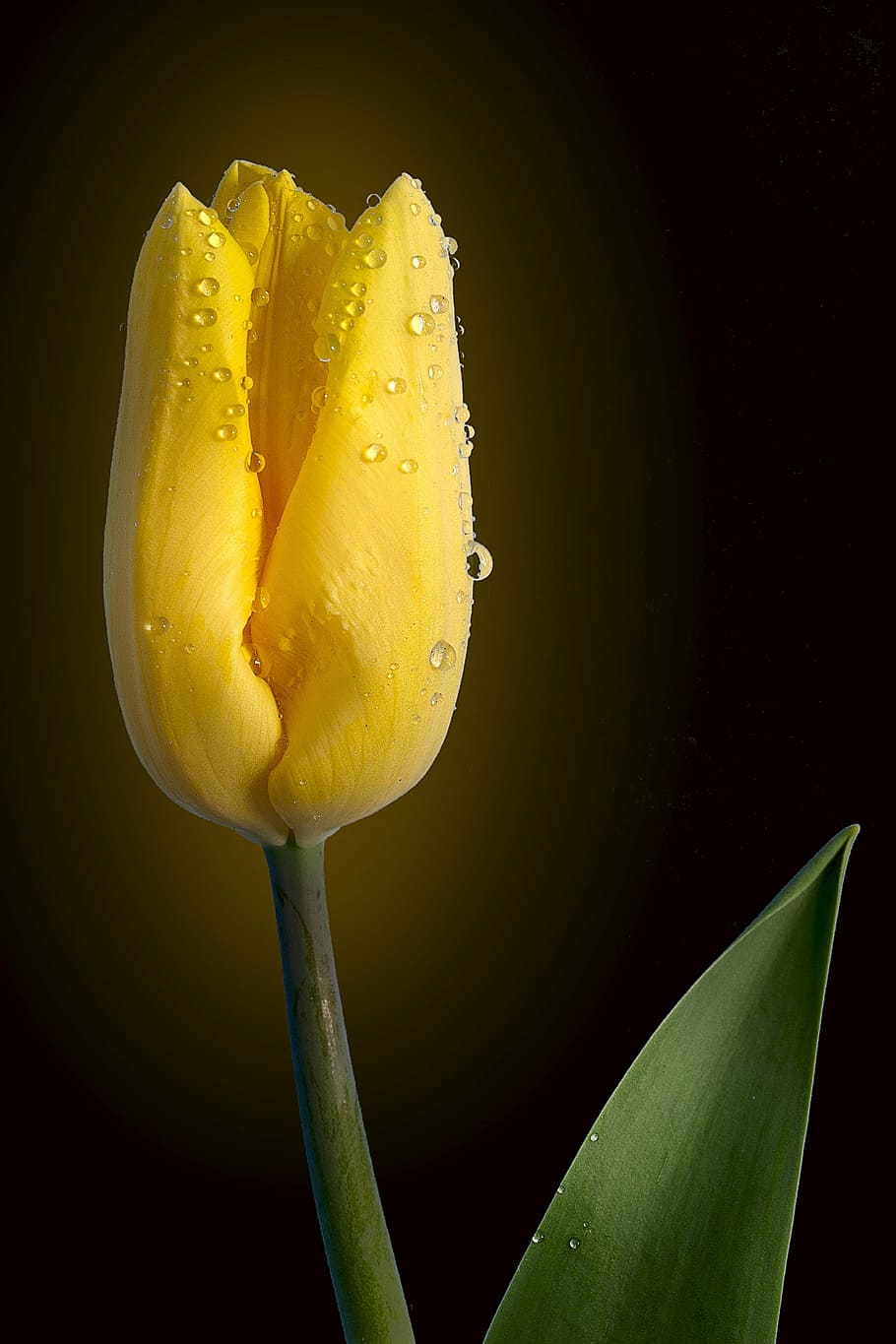 tulip, yellow, still life, bloom, nature, freshness, food and drink, HD wallpaper