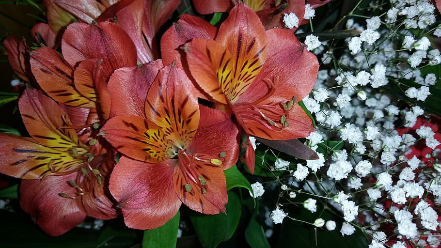 flowers, spring, spring flower, nature, green, flora, summer HD wallpaper