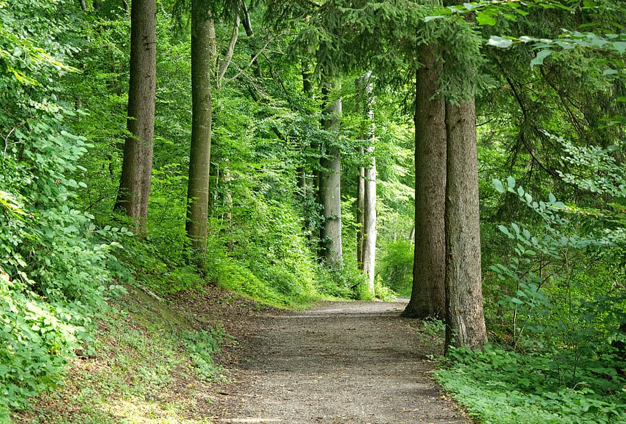 pathway near green foliage trees, away, forest, forest path, nature, HD wallpaper