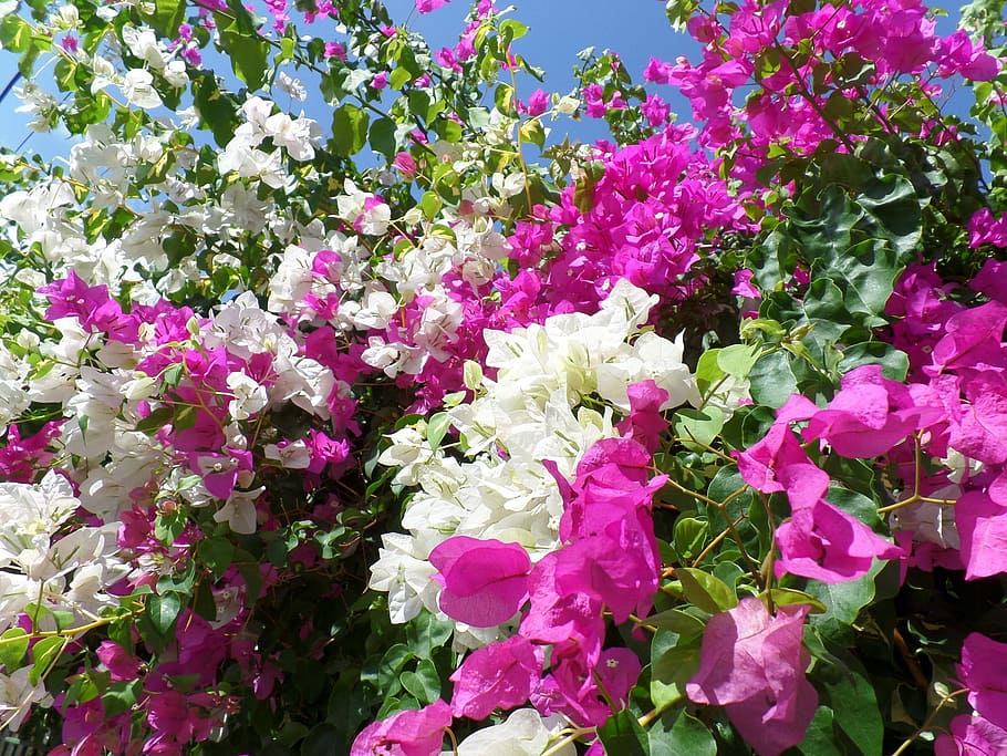 bougainvillea, flower, blossom, bloom, pink, triple flower, HD wallpaper