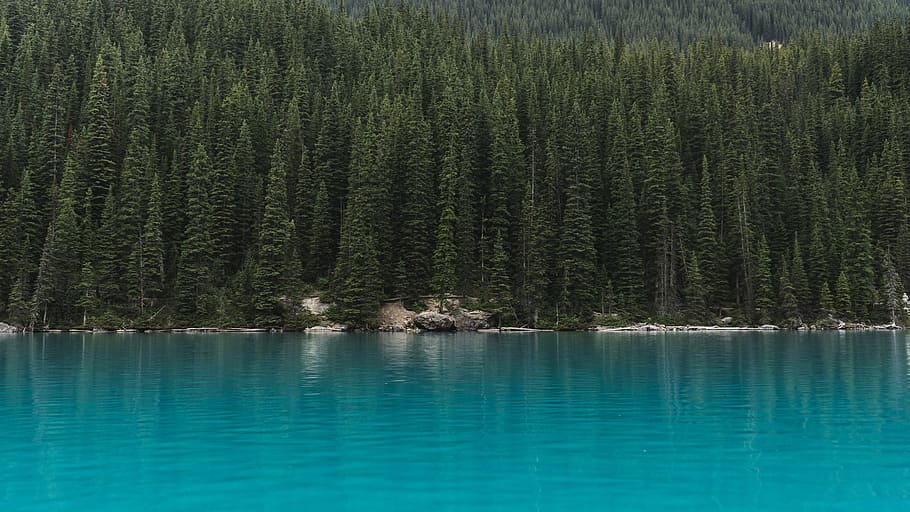 calmly body of water near green leafed trees at daytime, pines HD wallpaper