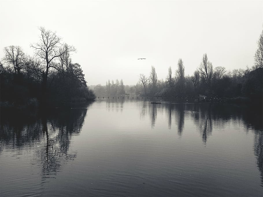 landscape photography of lake, shore, water, birds, trees, nature HD wallpaper