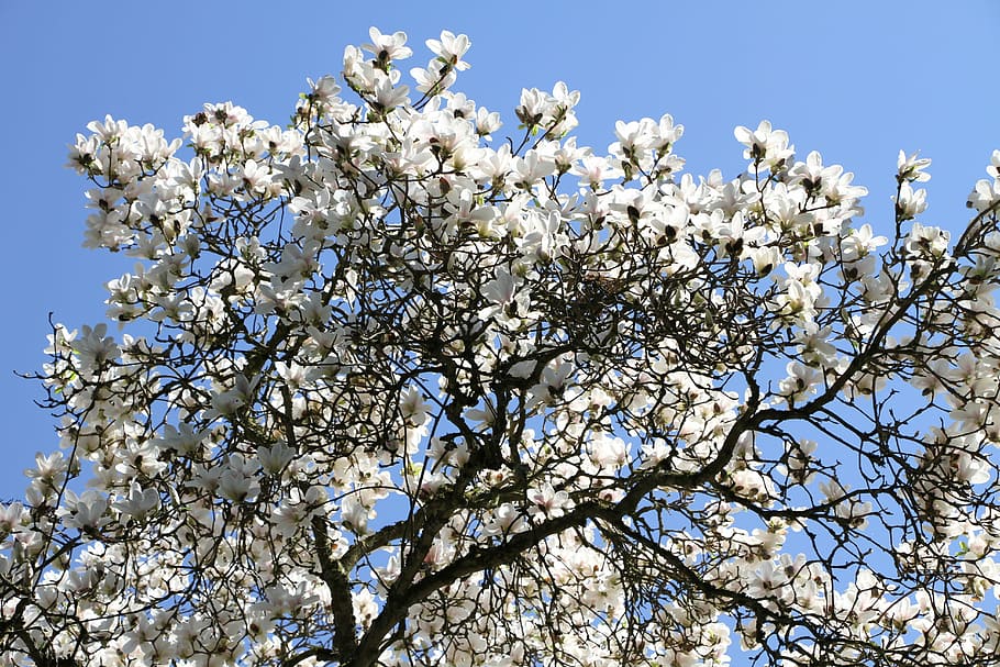 tree, magnolia tree, beautiful, nature, flowers, magnolia flowers, HD wallpaper