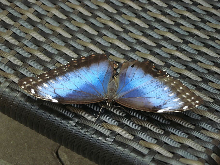 Butterfly, Insect, Close, blue, fish, seafood, sea life, no people HD wallpaper