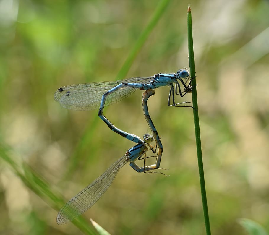 dragonflies, pairing, macro, close up, nature, animals in the wild HD wallpaper