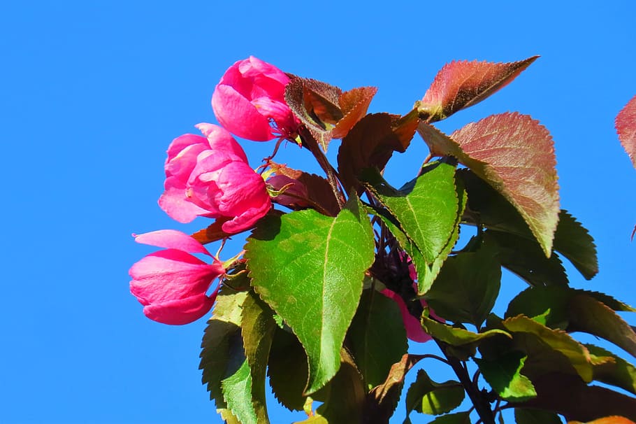 nature, leaf, plant, flower, tree, vivid, summer, color, thriving HD wallpaper