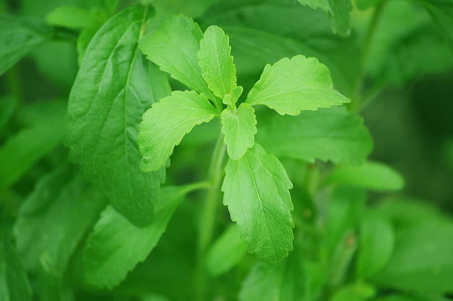 macro shot of green leaf, stevia, sugar plant, sweetness, natural