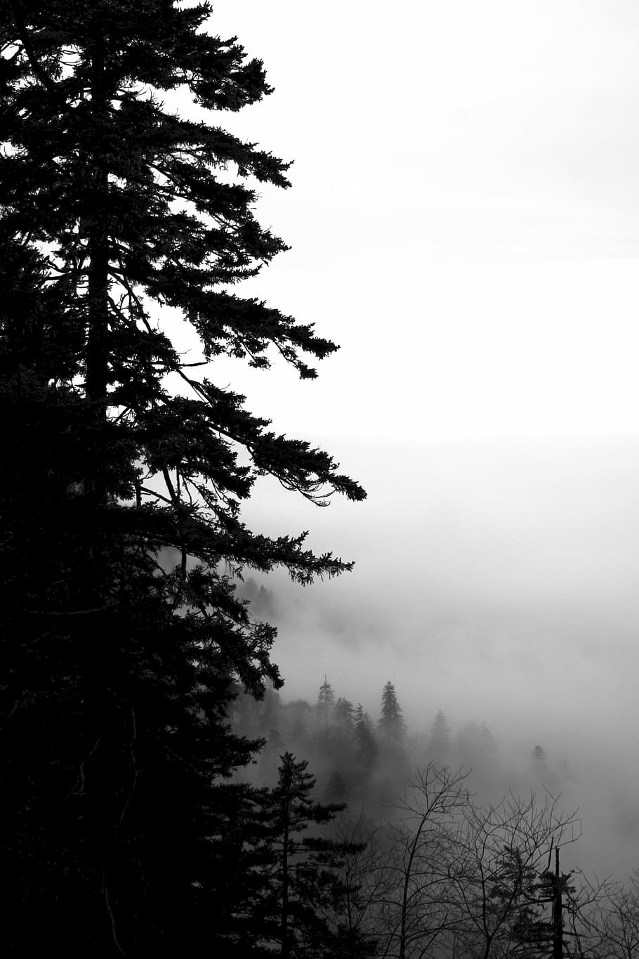 tree, fog, mist, cloudy, mystical, dark, black, silhouette HD wallpaper