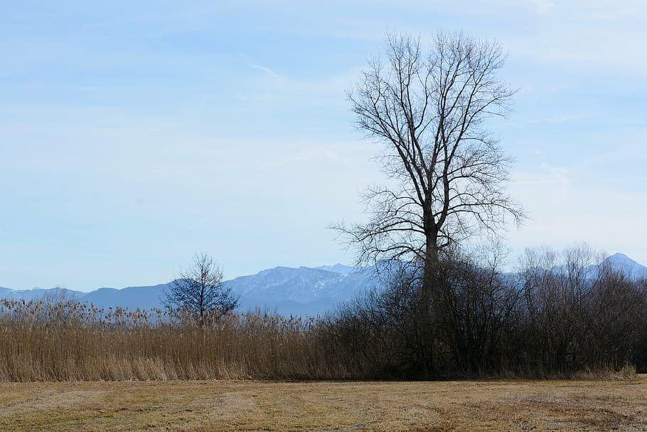 tree, individually, bank, reed, mountains, meadow, nature, landscape HD wallpaper