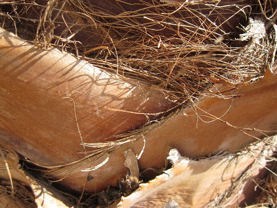 close, palm, wood, brown, tribe, fibers, dry, sun, section HD wallpaper