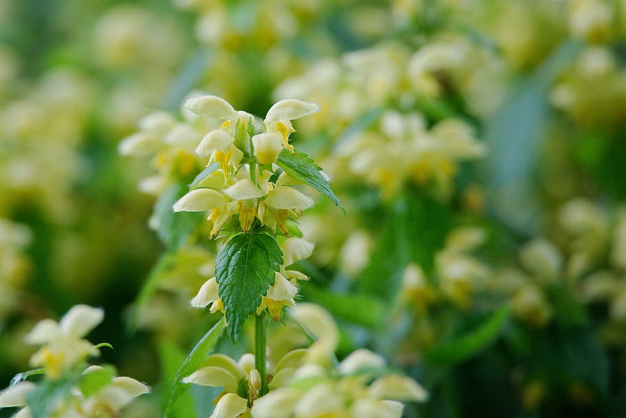 nature, flower, plant, leaf, garden, summer, growth, floral HD wallpaper