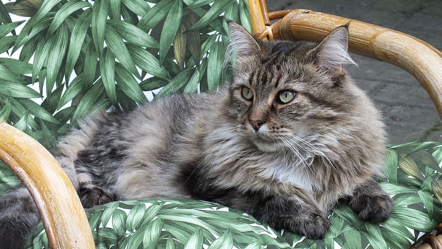 malai, cat, miao, mammal, animal, feline, animal themes, pets HD wallpaper