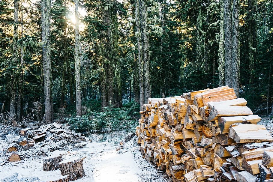 pile of brown firewood near green trees during daytime, cord HD wallpaper