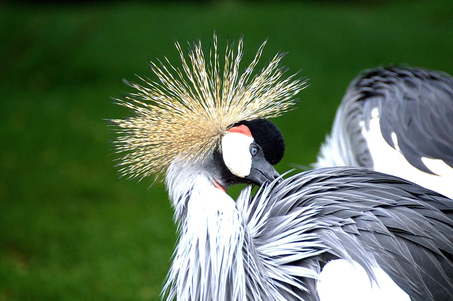 close up photography of gray short beak bird, grey crowned crane, HD wallpaper