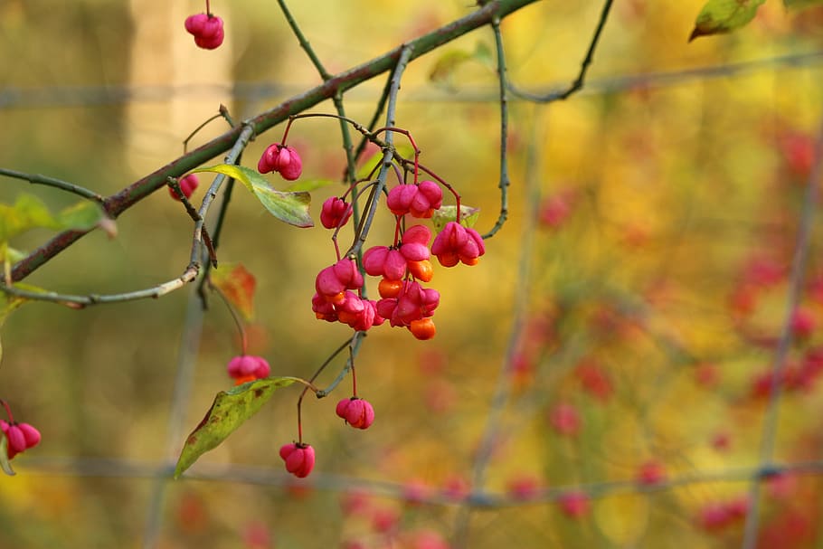 autumn, spindle, blossom, bloom, ornamental shrub, fortunei, HD wallpaper
