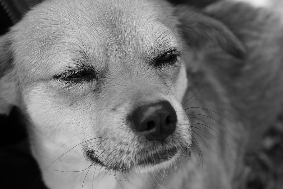 dog, pets, animal, one animal, domestic, canine, mammal, domestic animals HD wallpaper