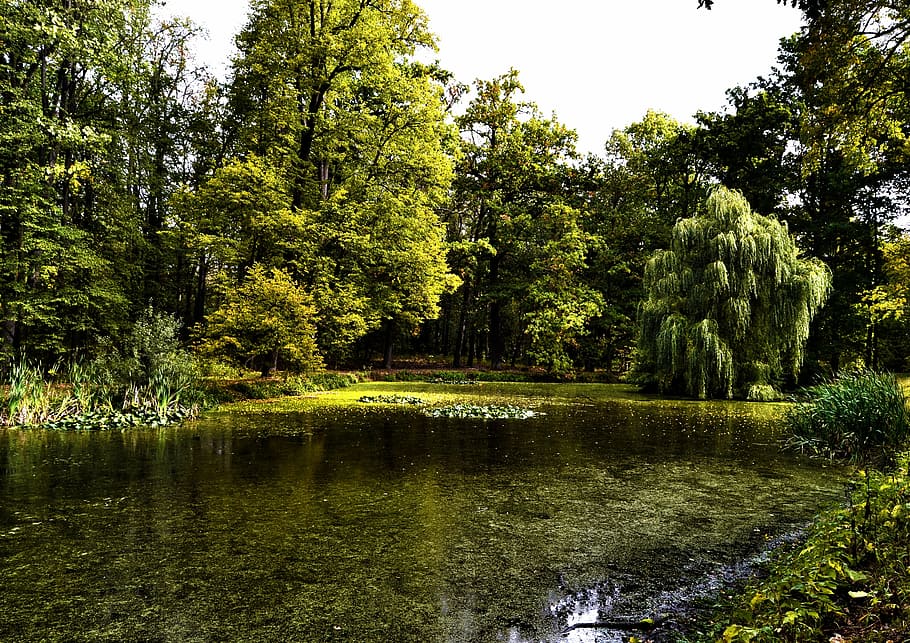 nature, water, trees, pond, forest, outdoors, summer, reflection HD wallpaper