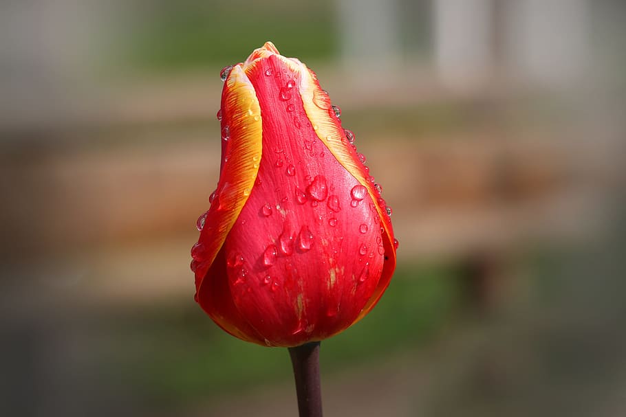 tulip, red, yellow, spring, flower, nature, red tulips, flowers, HD wallpaper