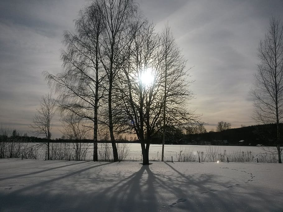 sun behind the tree, snow, sweden, cold temperature, winter HD wallpaper