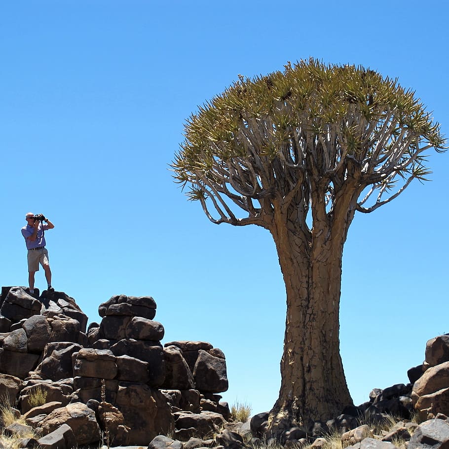 quiver tree, namibia, africa, exotic, sky, plant, one person HD wallpaper
