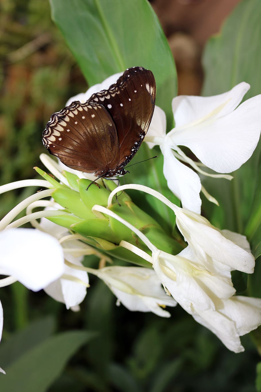 butterfly, bug, insect, nature, wing, colorful, brown, garden HD wallpaper