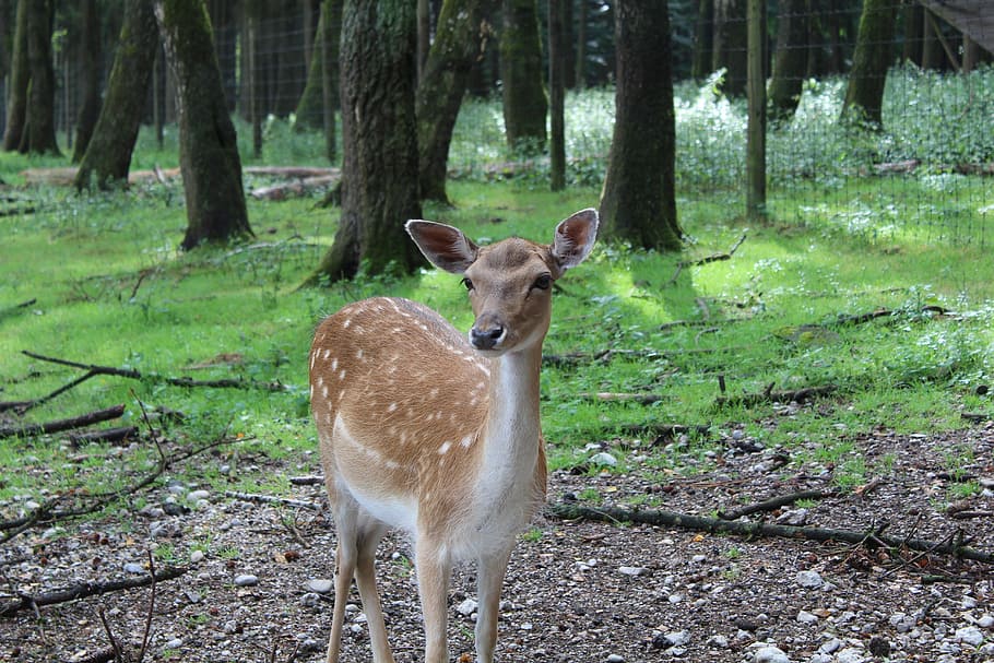 roe deer, fallow deer, wild, nature, scheu, curious, glade HD wallpaper