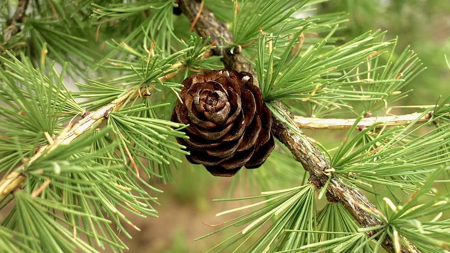 nature, branch, pine, pine cone, needles, plant, animal wildlife HD wallpaper
