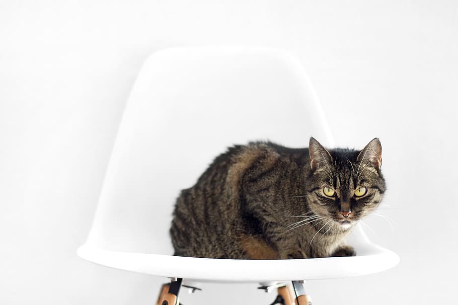 cat, chair, sit, setup, white background, domestic, pets, domestic animals HD wallpaper