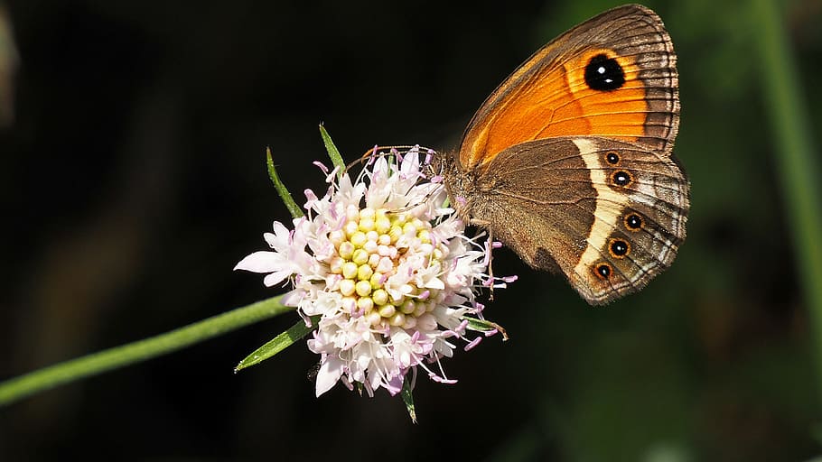 nature, butterfly, macro, flower, brown, animal themes, insect HD wallpaper