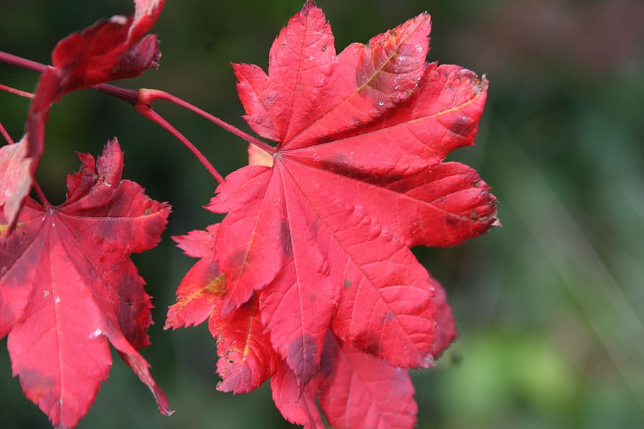 fall colors, maple leaf, red, beauty in nature, close-up, plant part HD wallpaper