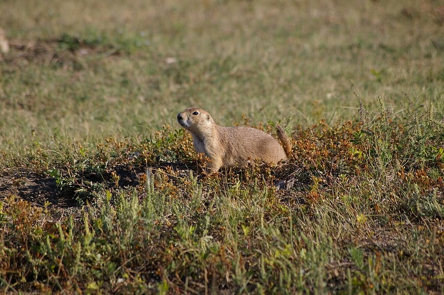 Prairie Dog, Wildlife, Nature, wilderness, small, ground, rodent, HD wallpaper
