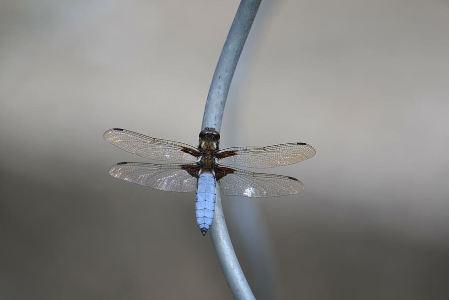 blue dragonfly, insect, wing, close, flight insect, nature HD wallpaper