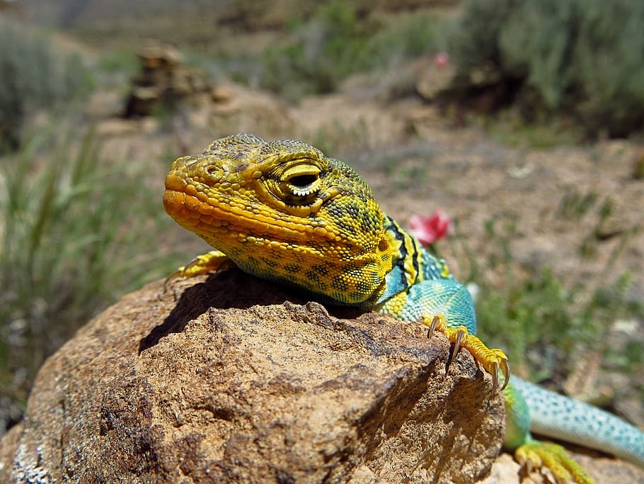 collared lizard, reptile, portrait, wildlife, nature, head HD wallpaper