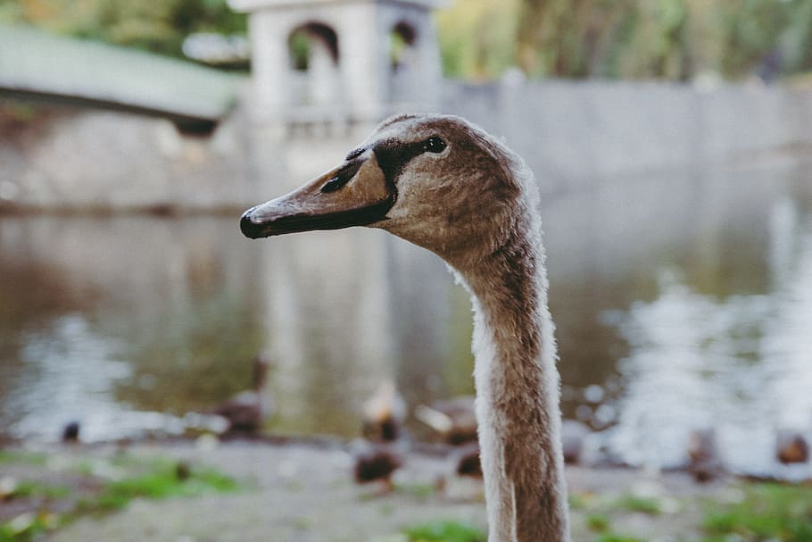 Cygnet swan, animals, bird, nature, wildlife, water, lake, pond HD wallpaper