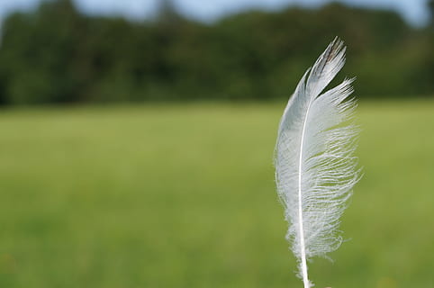 white feather, lightweight, down, ease, slightly, featherweight HD wallpaper