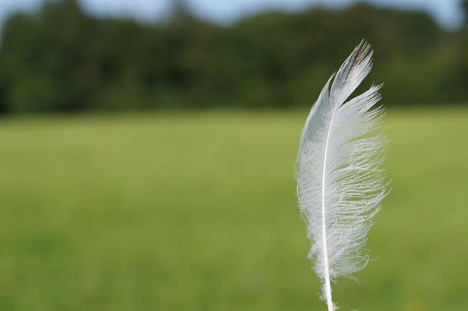 white feather, lightweight, down, ease, slightly, featherweight HD wallpaper