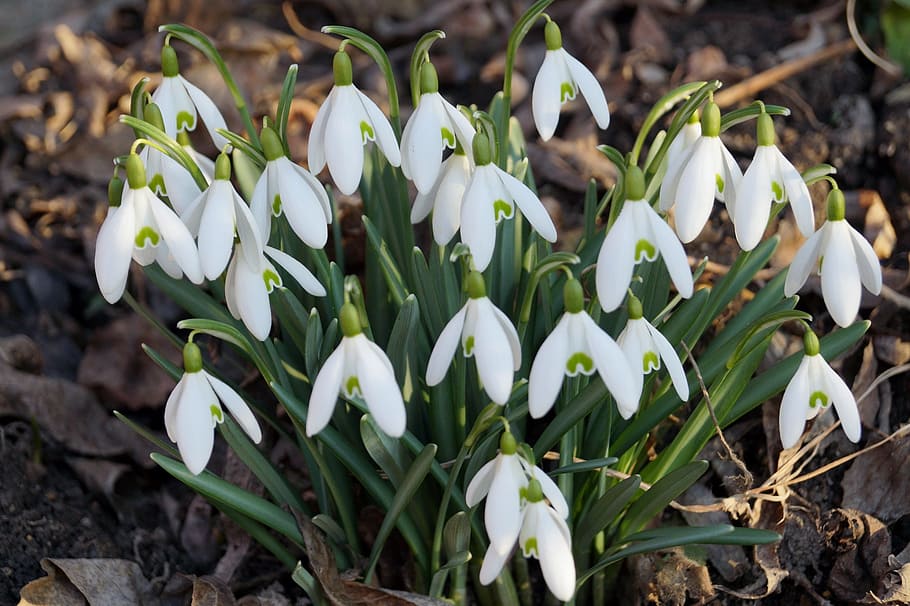 snowdrops, spring, white, white flower, cluster, plant, growth HD wallpaper