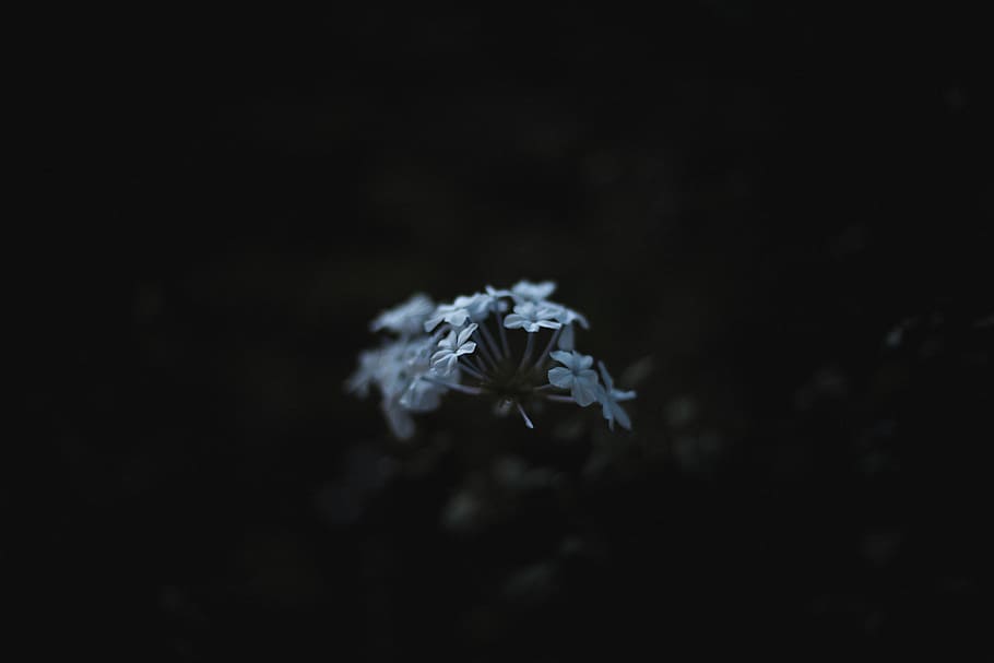 white petaled flower in dark room, greyscale photography of geranium flowers HD wallpaper
