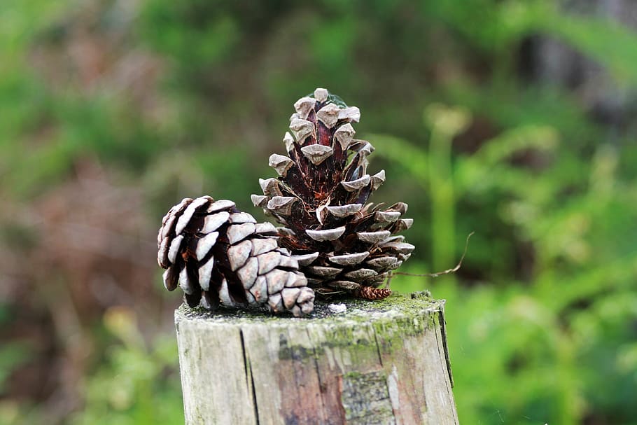 forest, nature, pine cone, pine cones, plant, stump, tree, wood HD wallpaper