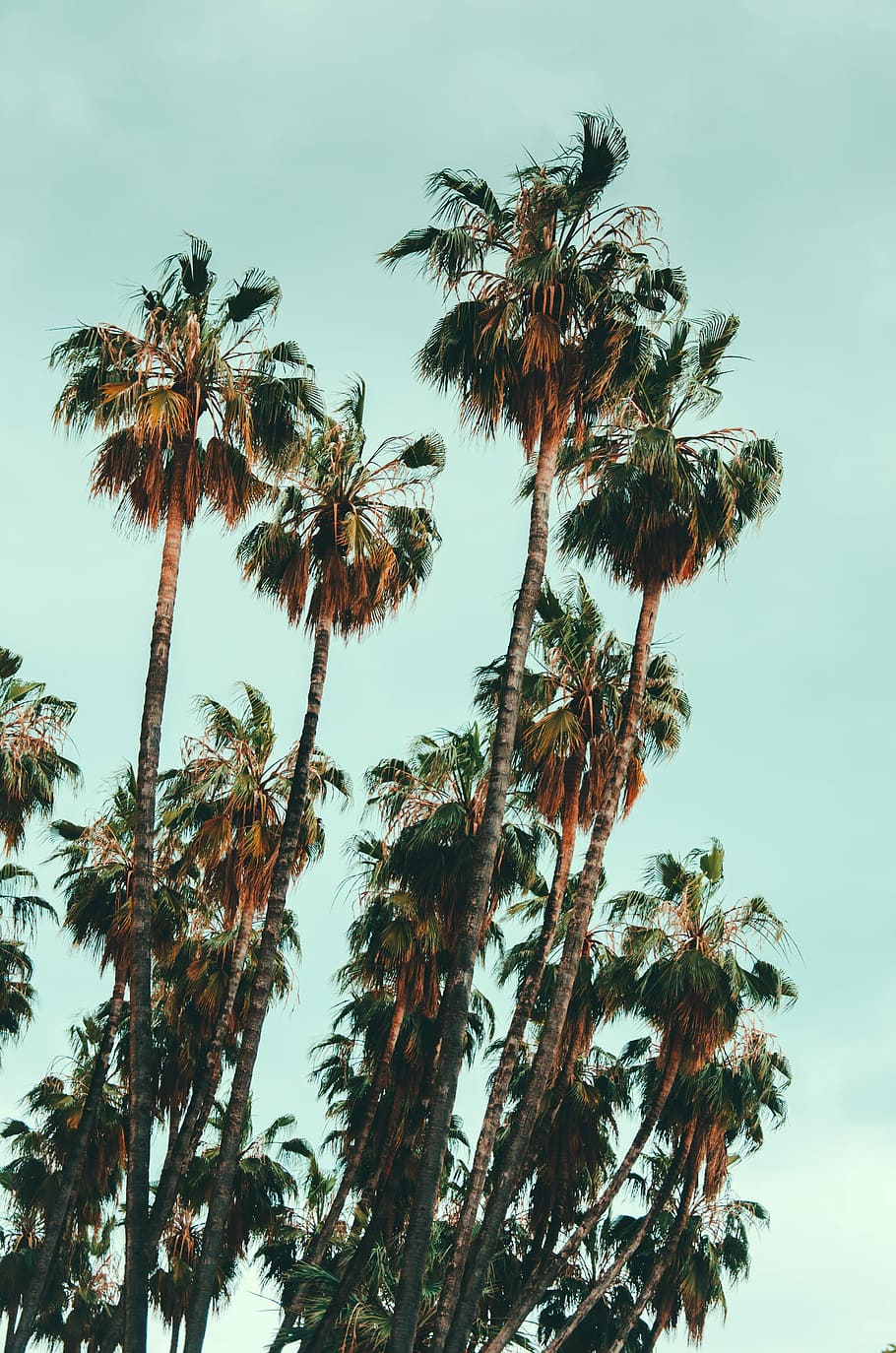 photo of green palm trees, coconut palm tree photography during daytime HD wallpaper