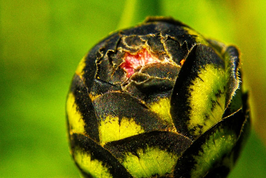 bud, green, black, flower, macro, spring, flowering, plants HD wallpaper