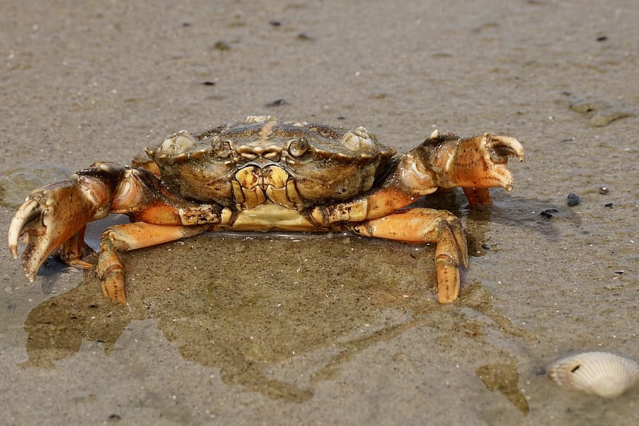 closeup photo of crab, Cancer, Shellfish, Beach, Pliers, public record, HD wallpaper